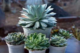 Jardinage facile