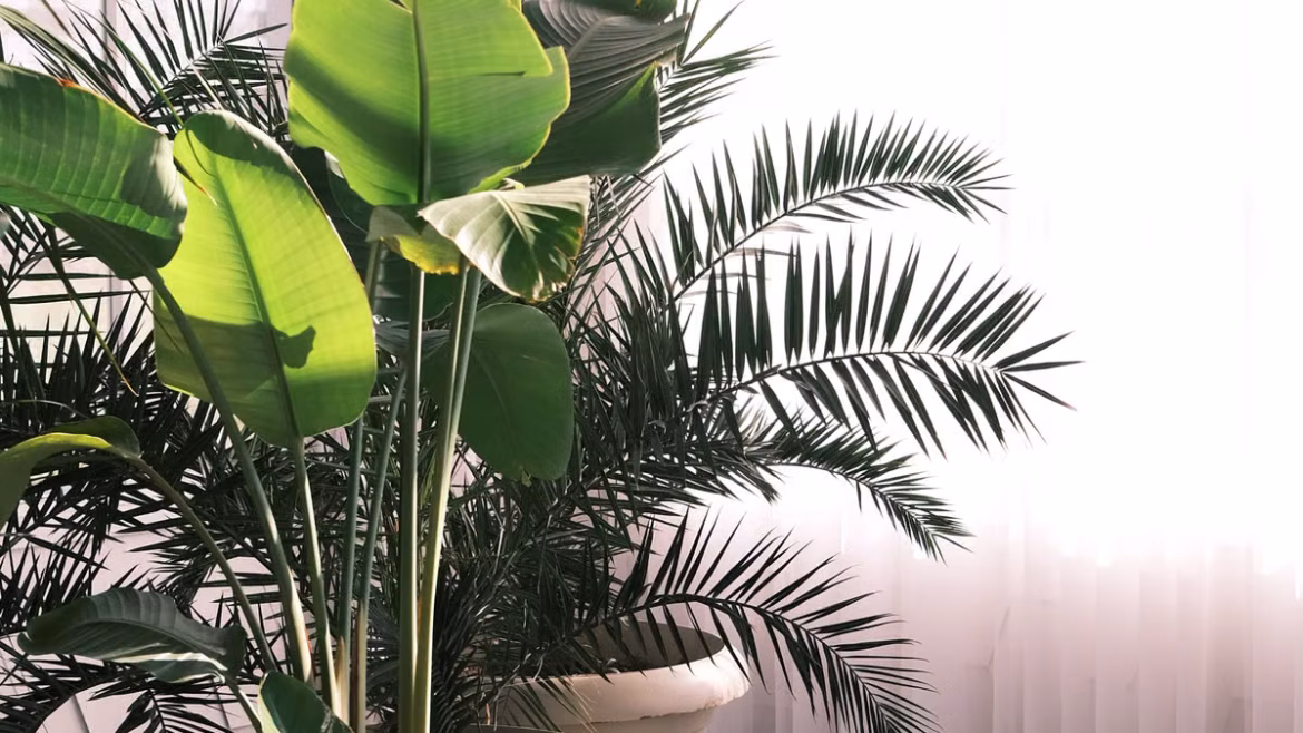 Plantes d'intérieur et bien-être : comment transformer votre maison