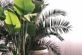 Plantes d'intérieur et bien-être : comment transformer votre maison