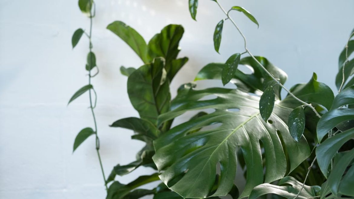 Décoration végétale : transformer son intérieur en refuge apaisant