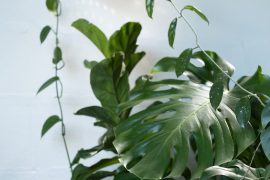 Décoration végétale : transformer son intérieur en refuge apaisant